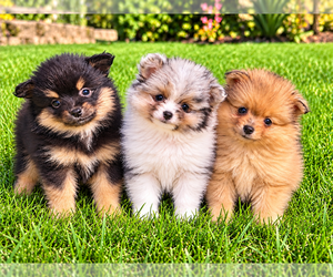 Pomeranian Puppy for sale in FAIR HAVEN, MI, USA