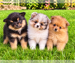 Image preview for Ad Listing. Nickname: Bailey