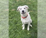 Small #33 Great Pyrenees Mix