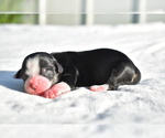 Small #2 Auss-Tzu