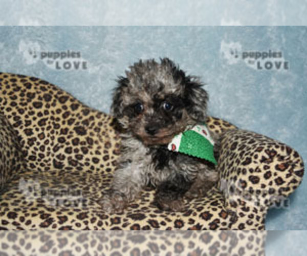 Medium Photo #10 Poodle (Toy) Puppy For Sale in SANGER, TX, USA