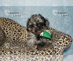 Small Photo #10 Poodle (Toy) Puppy For Sale in SANGER, TX, USA