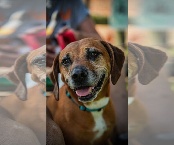 Medium Photo #2 Mutt Puppy For Sale in Oakhurst, NJ, USA