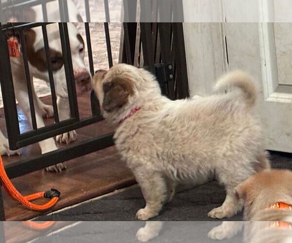 Medium Photo #1 Mutt Puppy For Sale in Minneapolis, MN, USA