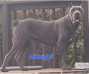 Father of the Cane Corso puppies born on 11/07/2023