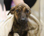 Small Plott Hound Mix