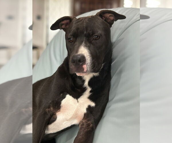 Medium Photo #55 American Pit Bull Terrier-Labrador Retriever Mix Puppy For Sale in OKLAHOMA CITY, OK, USA