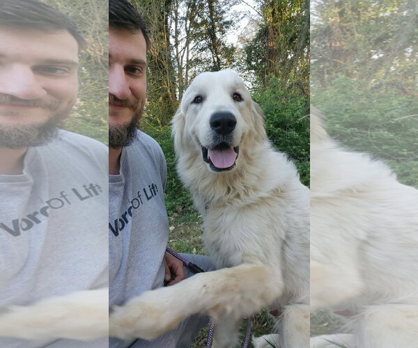 Medium Photo #2 Anatolian Pyrenees Puppy For Sale in Thomasville, NC, USA