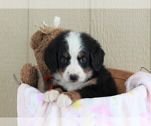 Bernese Mountain Dog Puppy for sale in FREDERICKSBURG, OH, USA