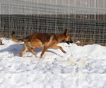 Small #21 German Shepherd Dog