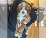 Small #2 Goldendoodle (Miniature)