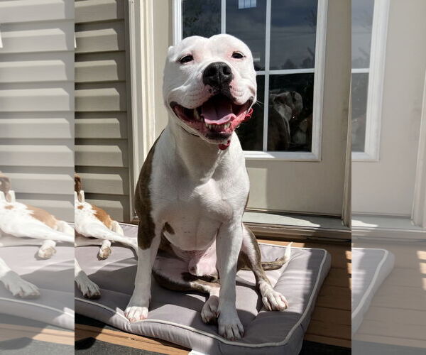 Medium Photo #9 American Pit Bull Terrier Puppy For Sale in Rockville, MD, USA