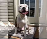 Small #8 American Pit Bull Terrier