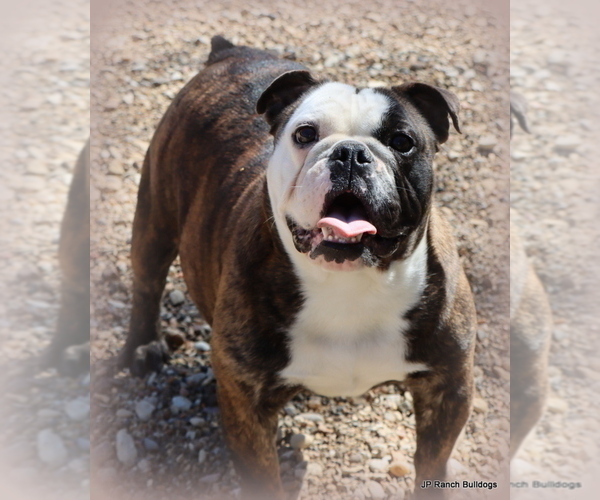 Medium Photo #1 Bulldog Puppy For Sale in WINNSBORO, TX, USA