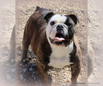 Small Photo #1 Bulldog Puppy For Sale in WINNSBORO, TX, USA