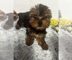 Image preview for Ad Listing. Nickname: Daisy