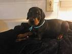 Small Photo #1 Doberman Pinscher Puppy For Sale in DALEVILLE, IN, USA
