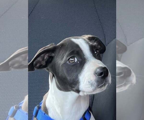 Medium Photo #1 Mutt Puppy For Sale in Hinton, WV, USA