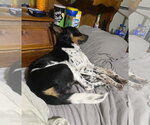 Small #1 Miniature Pinscher
