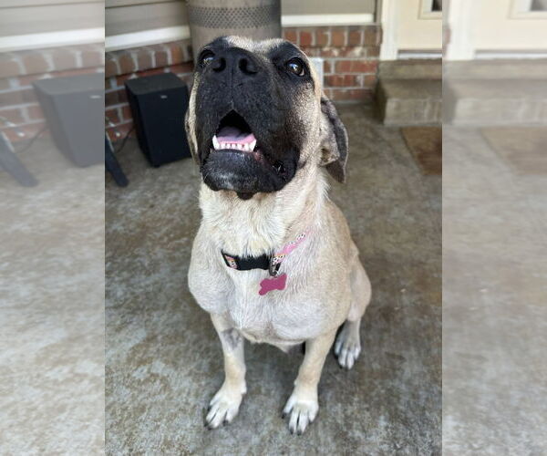 Medium Photo #4 Mastiff Puppy For Sale in Edmond, OK, USA