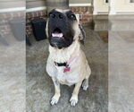Small #3 Mastiff