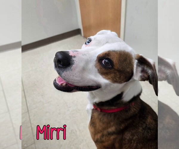 Medium Photo #8 Australian Shepherd-Boxer Mix Puppy For Sale in Port Clinton, OH, USA