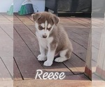 Puppy Reese Siberian Husky