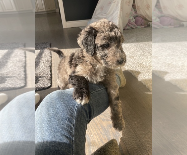 Medium Photo #13 Sheepadoodle Puppy For Sale in NEW BALTIMORE, MI, USA