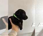 Puppy Green collar Labrador Retriever