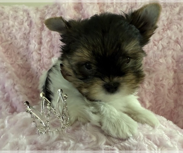 Medium Photo #1 Yorkshire Terrier Puppy For Sale in RAMSEY, MN, USA