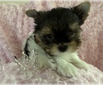 Small Yorkshire Terrier