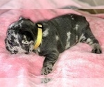 Small Photo #11 French Bulldog Puppy For Sale in BUCKS BAR, CA, USA