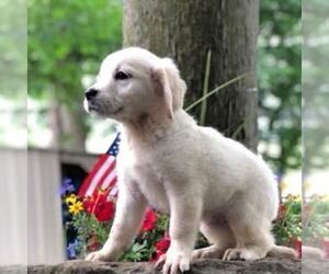 Golden Retriever Puppy for sale in DRY RUN, PA, USA