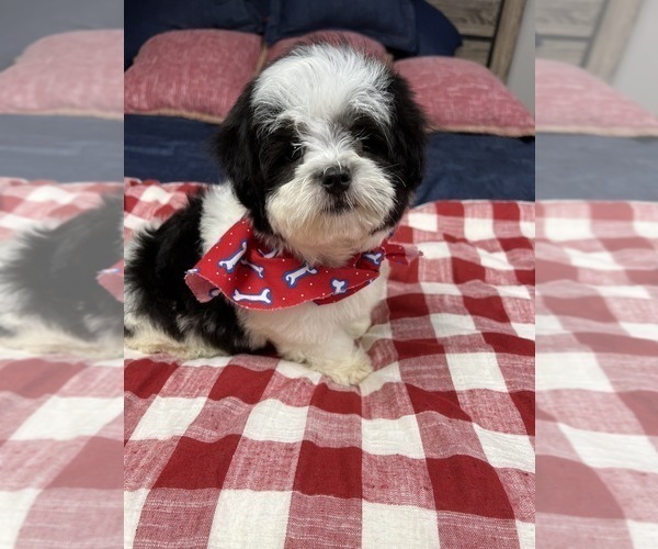 Medium Photo #6 Lhatese-Maltese Mix Puppy For Sale in RICHMOND, IL, USA