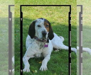 English Setter-Unknown Mix Dogs for adoption in Crystal, MN, USA