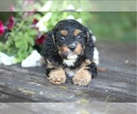 Puppy Macy Cavapoo