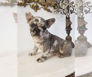French Bulldog Puppy for sale in TAMPA, FL, USA