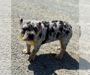 French Bulldog Puppy for sale in LANCASTER, PA, USA