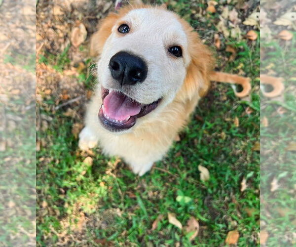 Medium Photo #5 Great Pyrenees Puppy For Sale in Spring, TX, USA