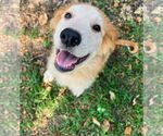 Small #4 Great Pyrenees