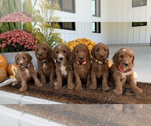 Irish Doodle Litter for sale in WOOSTER, OH, USA