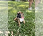 Small #2 Boxer