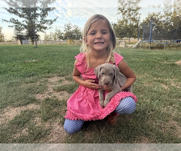 Medium Photo #3 Weimaraner Puppy For Sale in WILLOWS, CA, USA