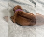Small #3 Rhodesian Ridgeback