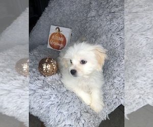 Maltipoo Puppy for sale in INDIANAPOLIS, IN, USA