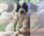 Puppy 1 Goldendoodle (Miniature)