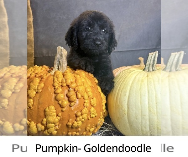 Medium Photo #3 Goldendoodle Puppy For Sale in OCALA, FL, USA