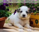 Small Photo #18 Great Pyrenees Puppy For Sale in TOWNSEND, MA, USA
