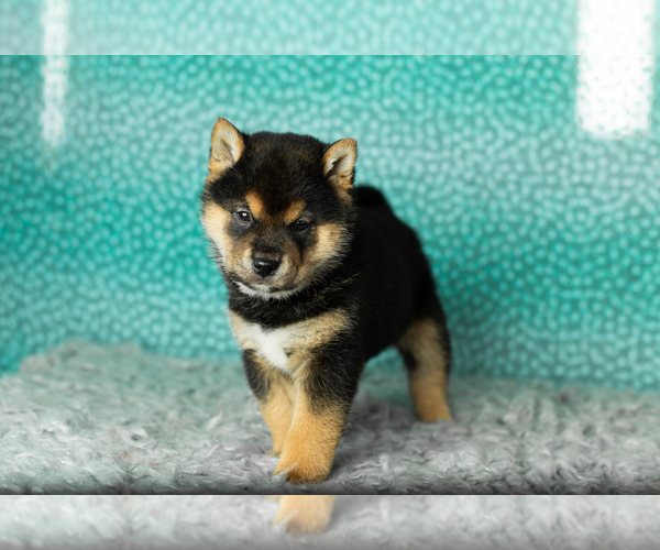 Medium Photo #2 Shiba Inu Puppy For Sale in MILLERSBURG, IN, USA