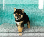 Small #1 Shiba Inu